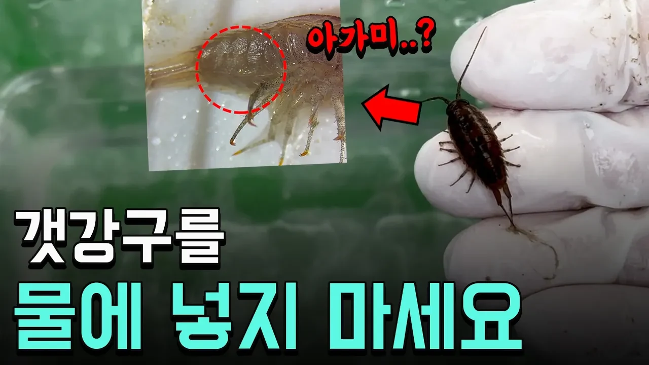 바다의 바퀴벌레라 불리는 갯강구가 사실 곤충이 아닌 이유