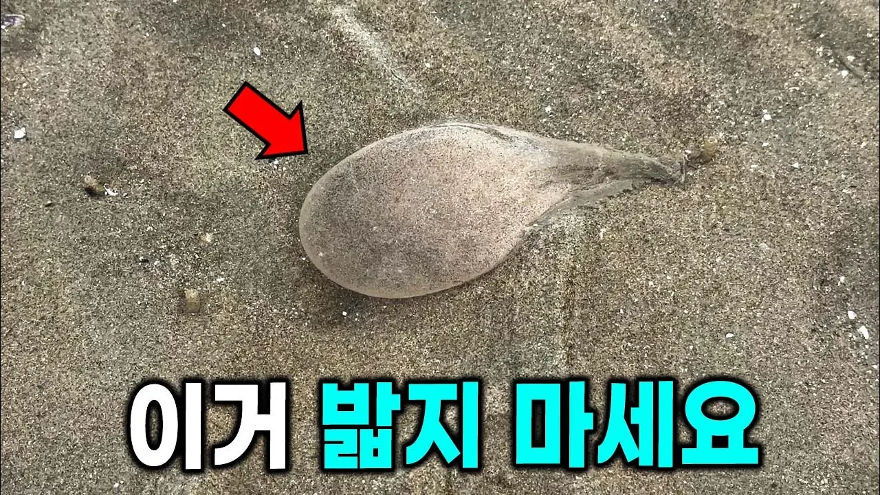 갯벌에 가득 박혀있는 풍선의 충격적 정체