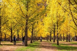 "1년에 딱 31일만 문 여는 은행나무 숲이에요"... 예약도 입장료도 없는 2000그루 노란 숲길