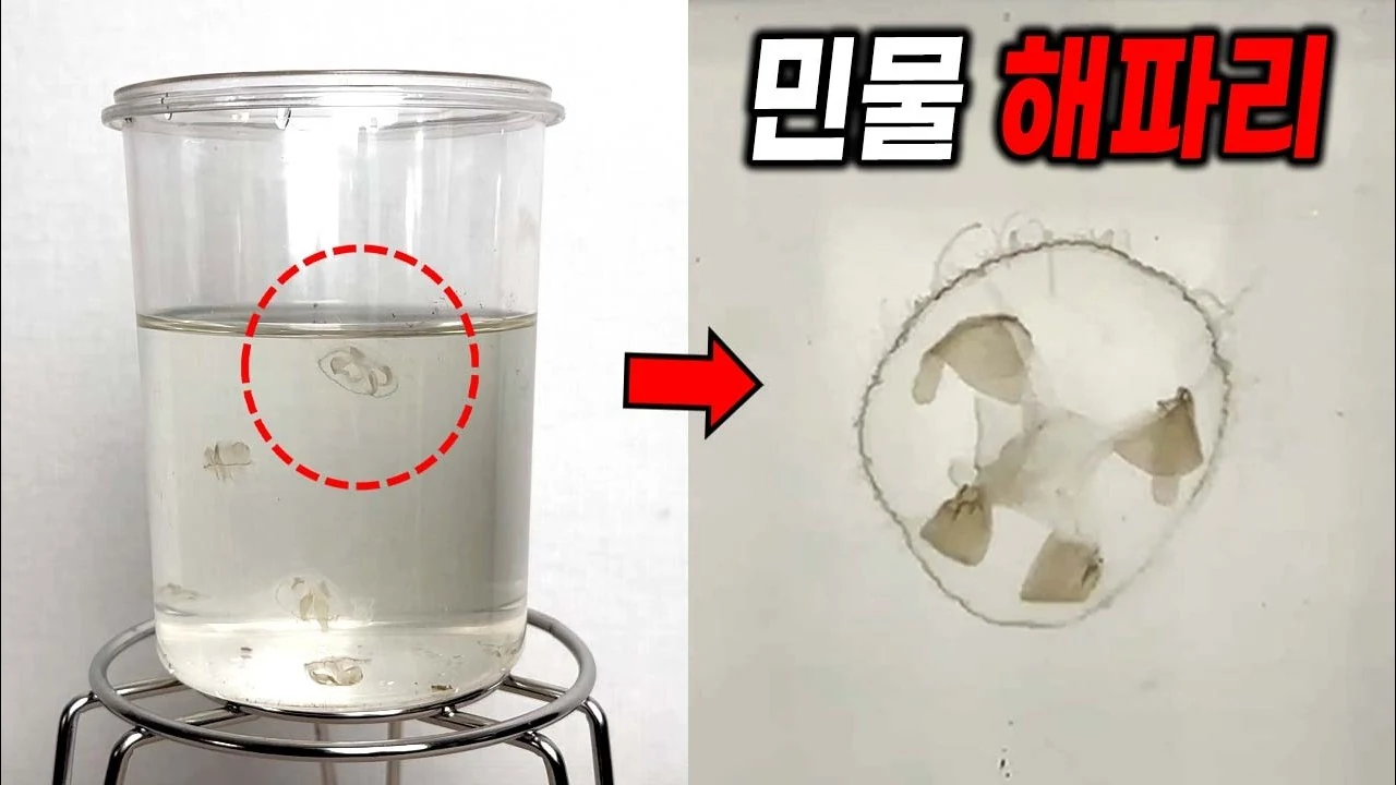 저수지에서 발견한 '민물해파리'의 충격적인 생물학적 정체