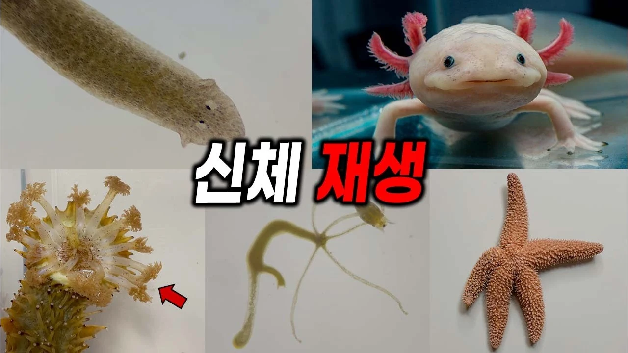 몸이 잘려도 다시 살아나는 생체 재생의 과학적 비밀