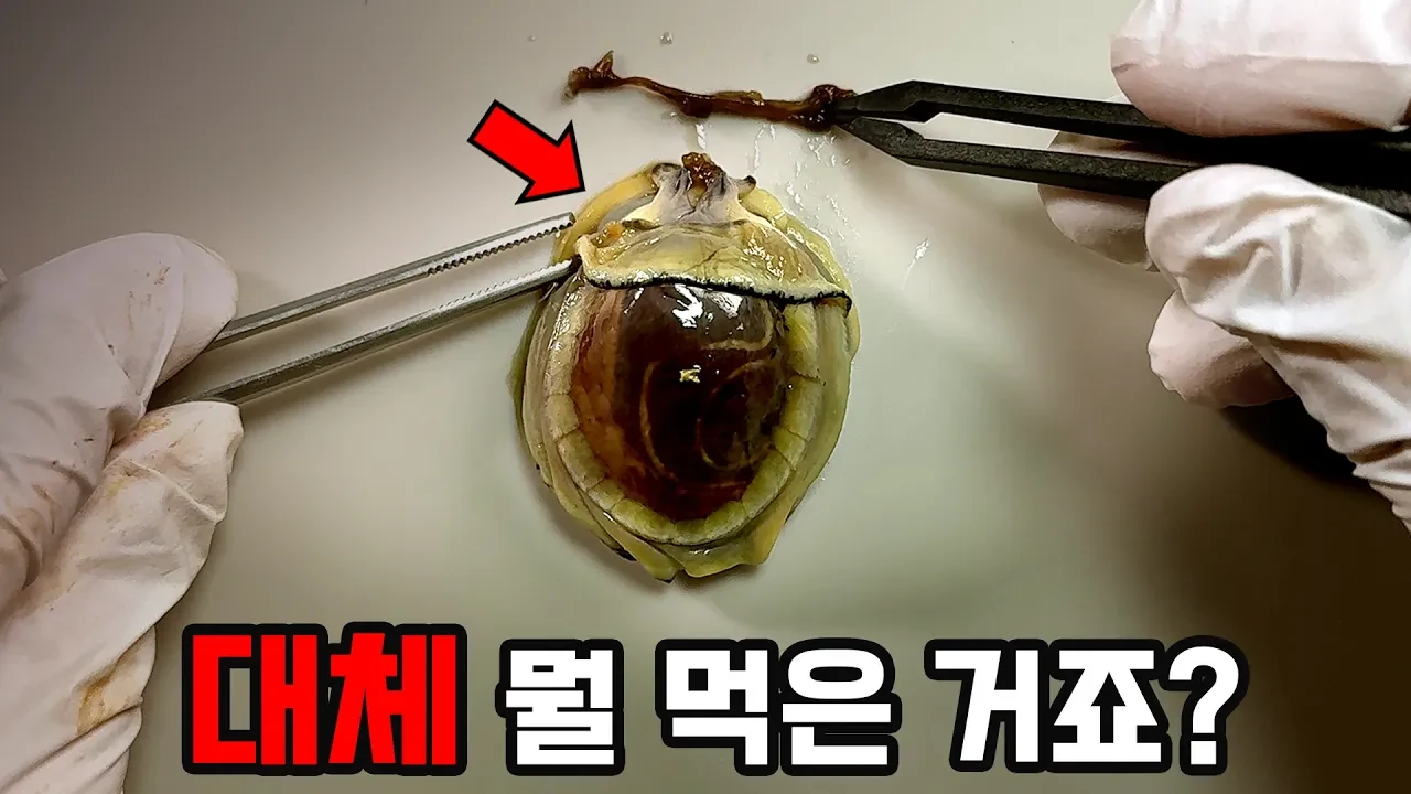 "이거 따개비 아닌데요?" 울릉도 ‘따개비’의 충격적인 정체