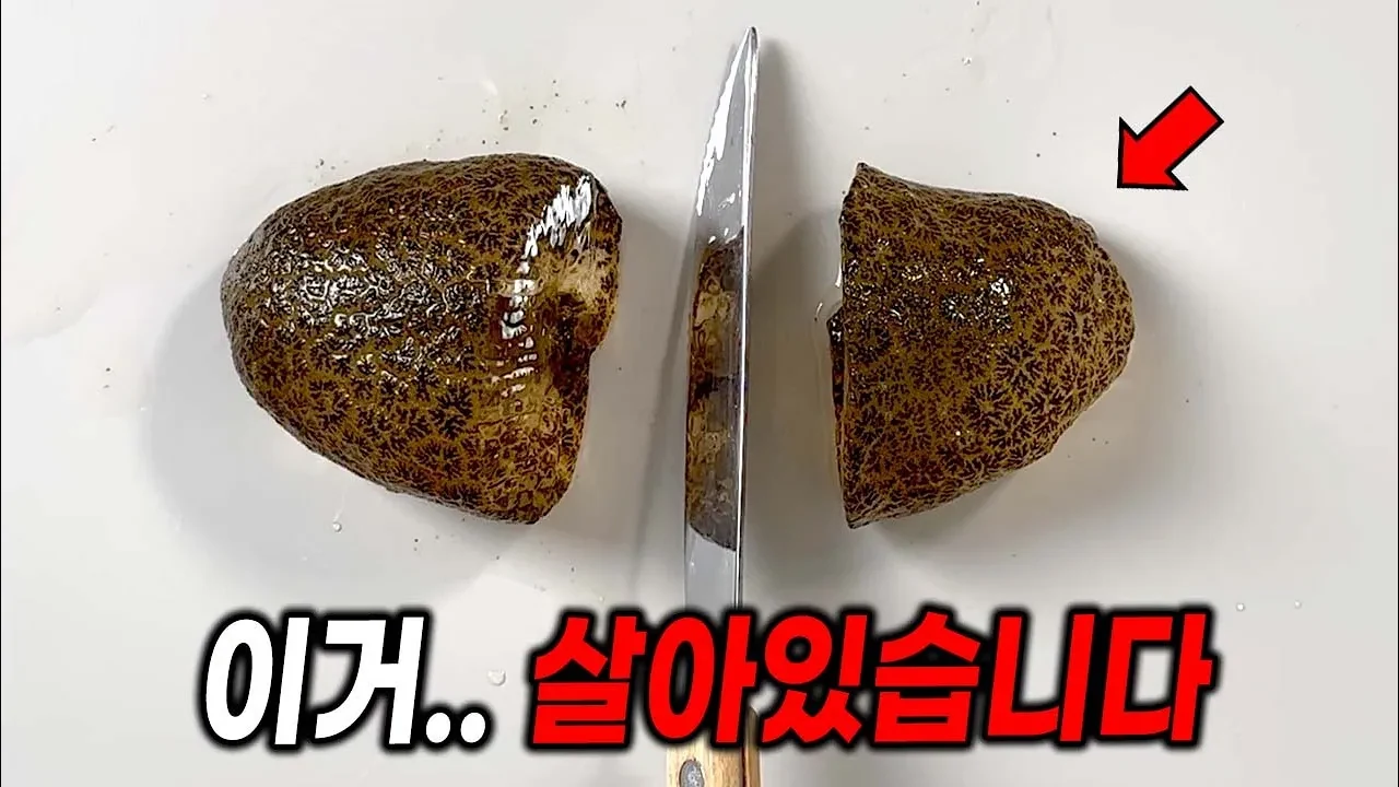 저수지 괴생명체 큰빗이끼벌레의 실체: 단일 동물이 아닌 수천 마리의 군체