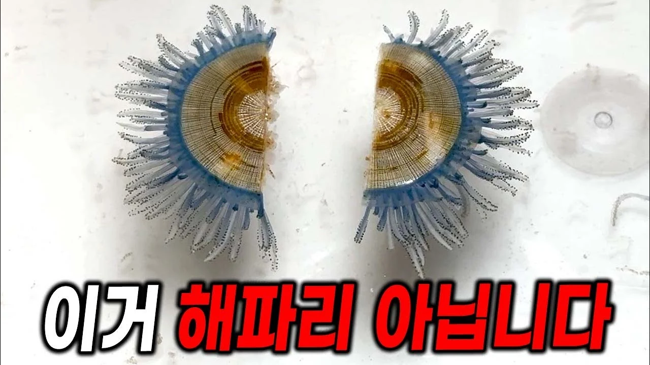 반으로 잘라도 움직이는 푸른우산관해파리