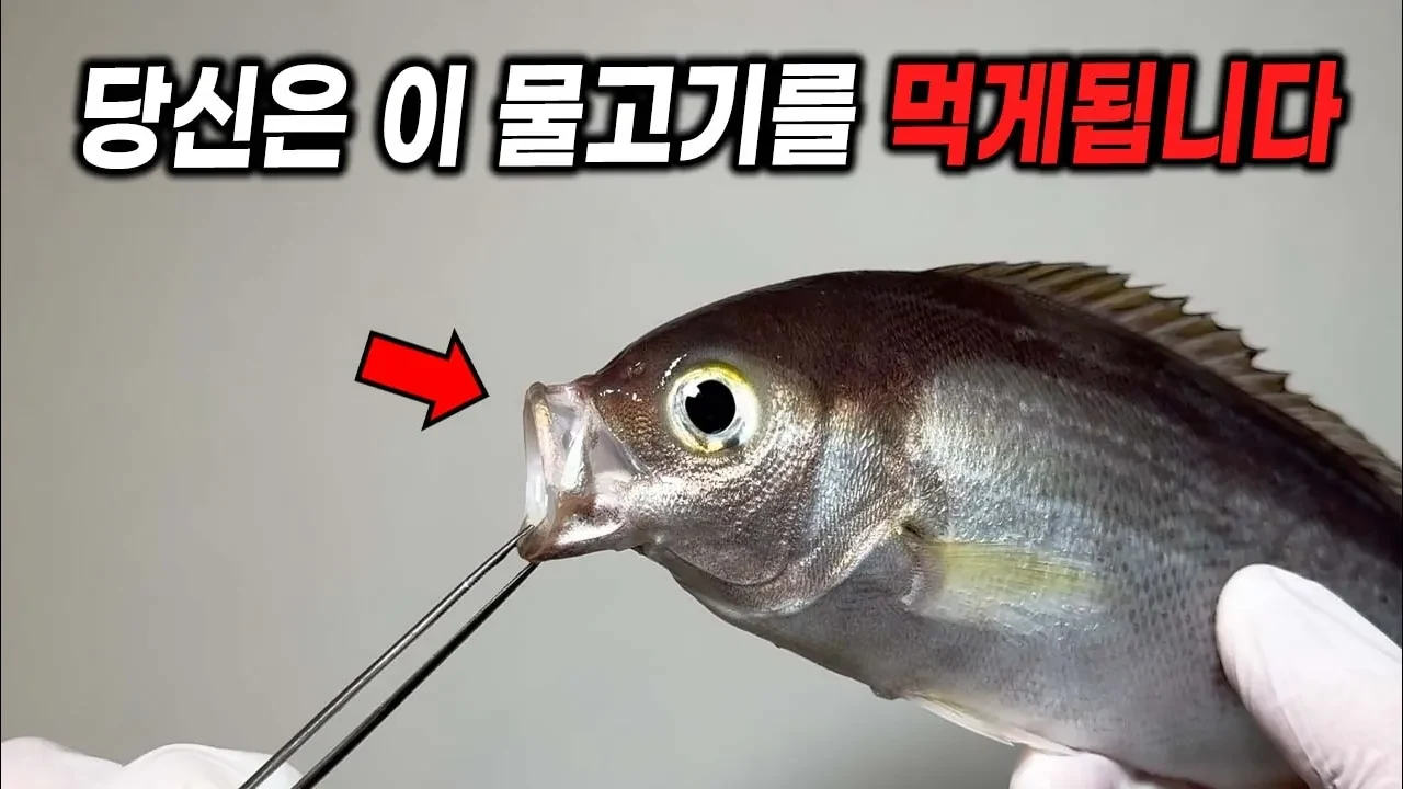 광어 대신 먹게 될 생선?! 수온상승으로 변하고 있는 해산물