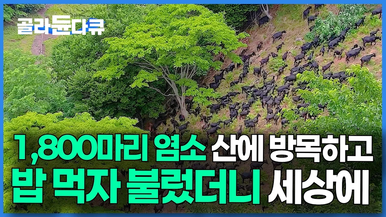 울릉도 절벽 오지 깍개등, 1,800마리 방목 염소 목장이 일군 변화
