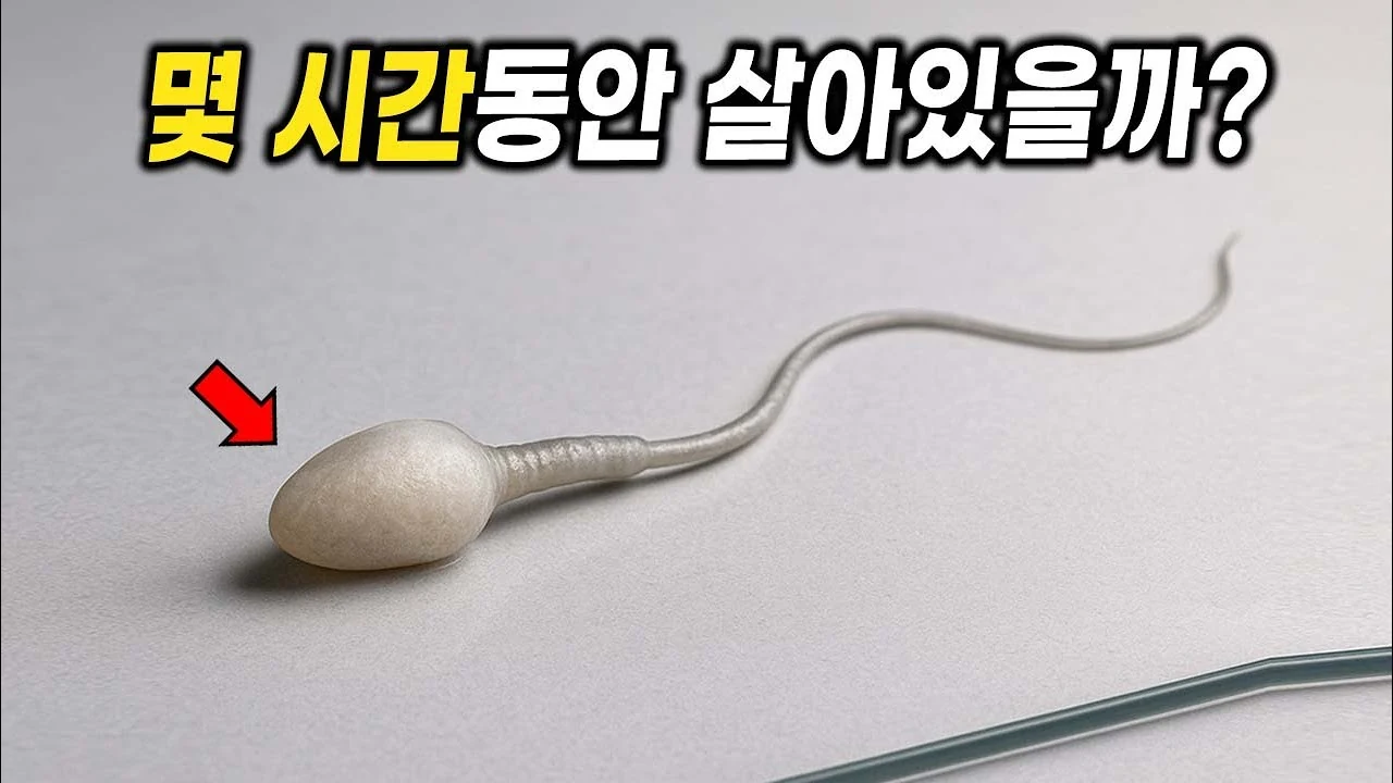 정자는 몸밖에서 얼마나 오래 살아있을까?? (직접 실험)