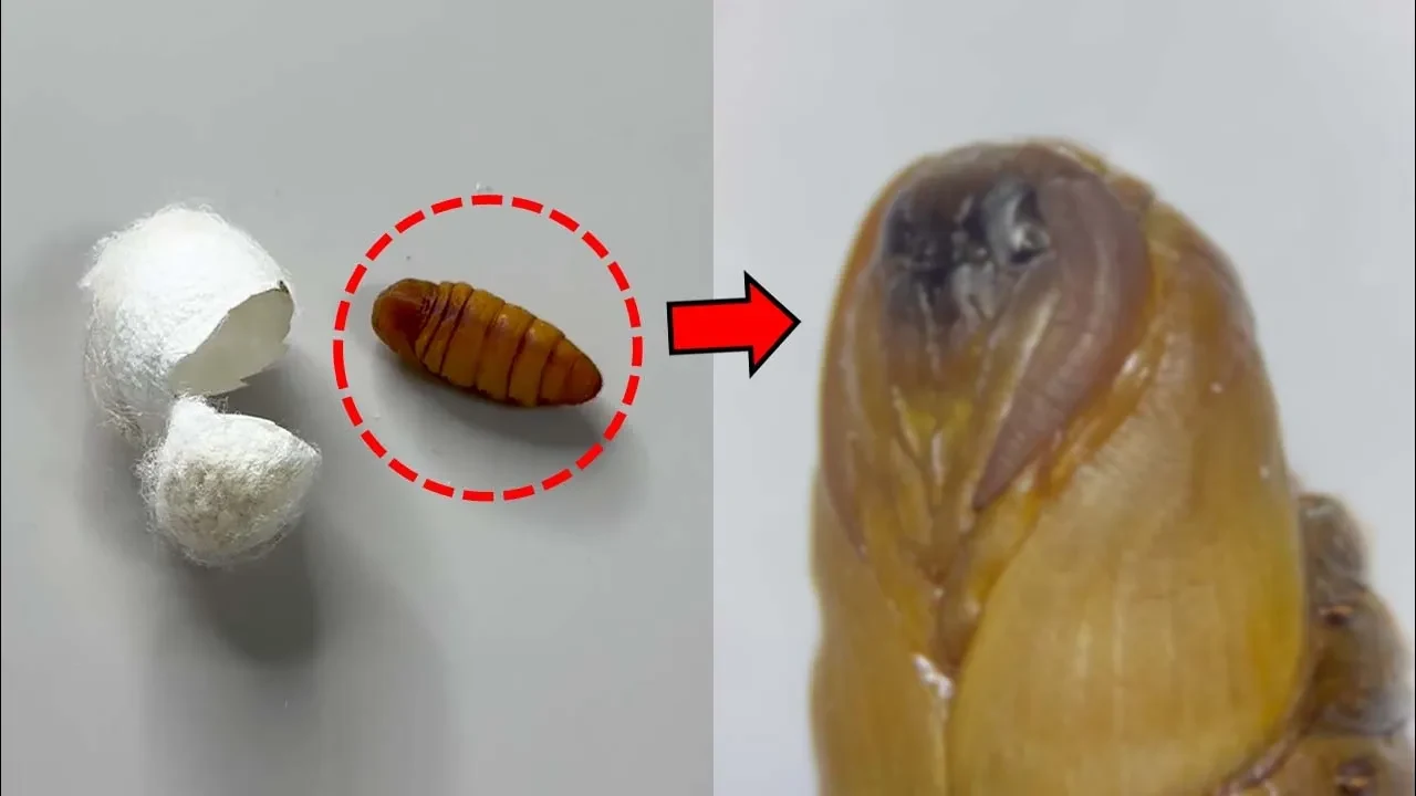 (충격주의) 식용 번데기를 키우면 일어나는 일