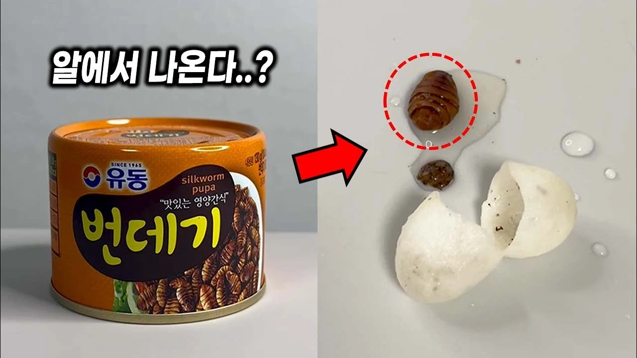 식용 번데기는 어떻게 만들어질까? 누에고치 속 반전의 생물학