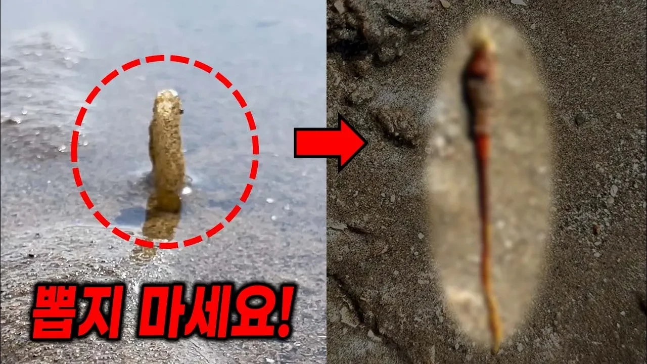 갯벌에 박혀있는 빨대를 함부로 당기지 마세요.. (조개 아님)