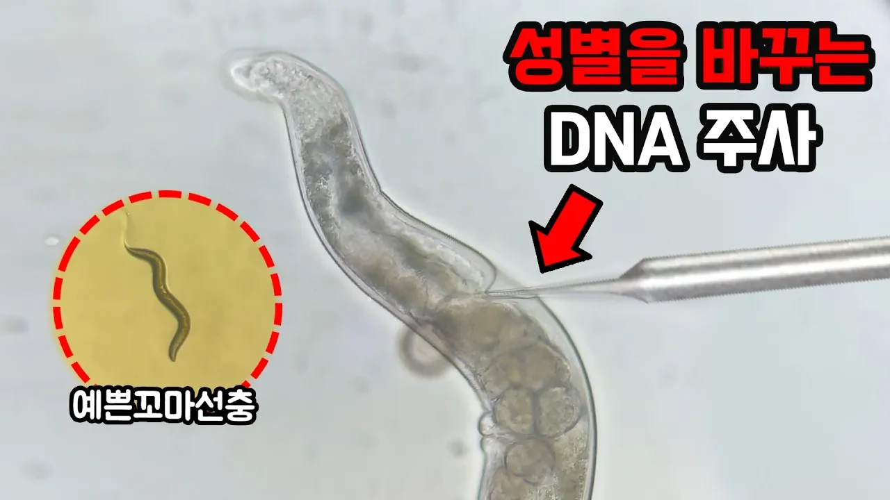 예쁜꼬마선충의 신경세포를 '성전환' 시키는 충격적인 실험