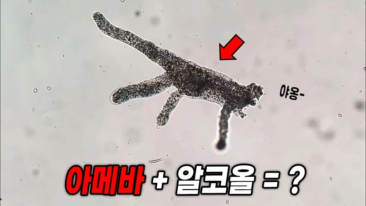살아있는 아메바의 움직임은 충격적입니다