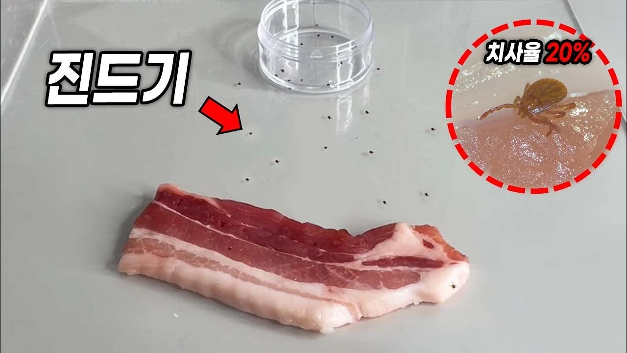 살인진드기가 숙주를 찾는 충격적인 방법